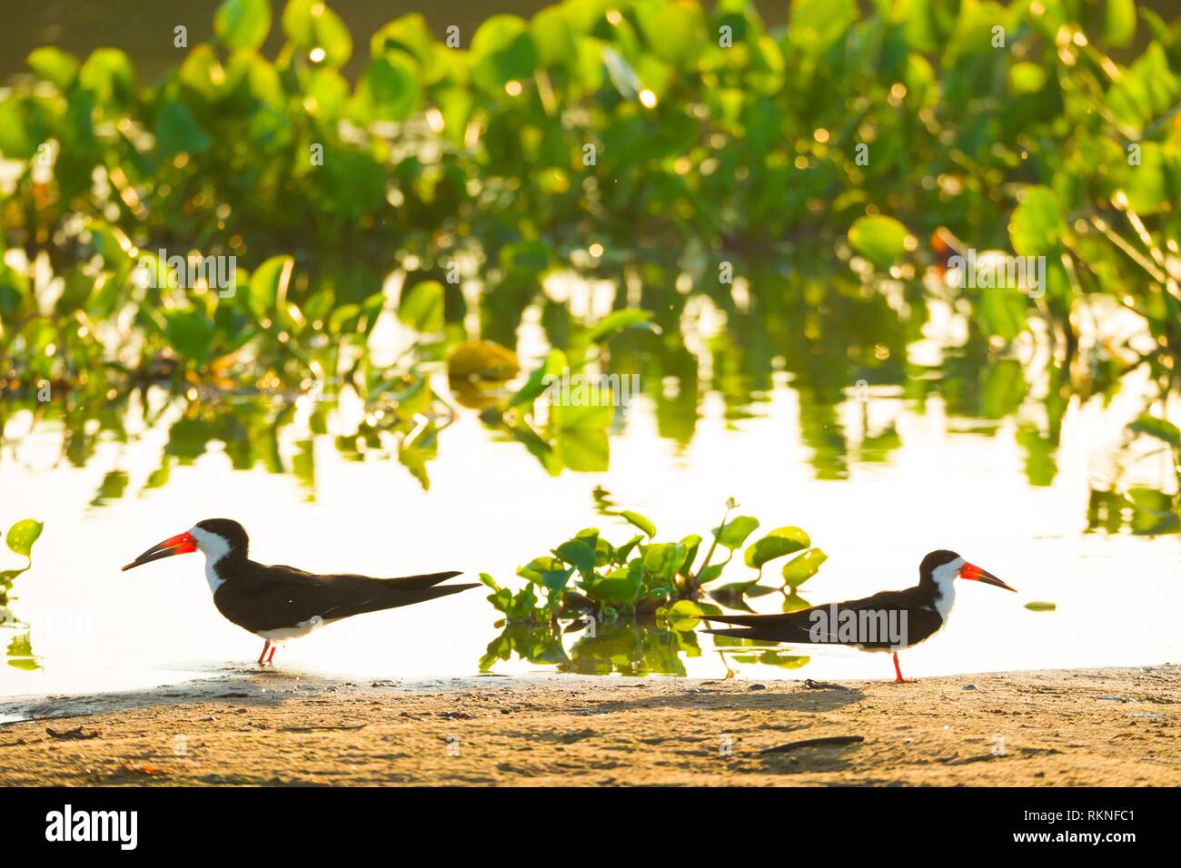 Black Skimmer (Rynchops niger), Brazil, Mato Grosso, Pantanal. Stock Photo
