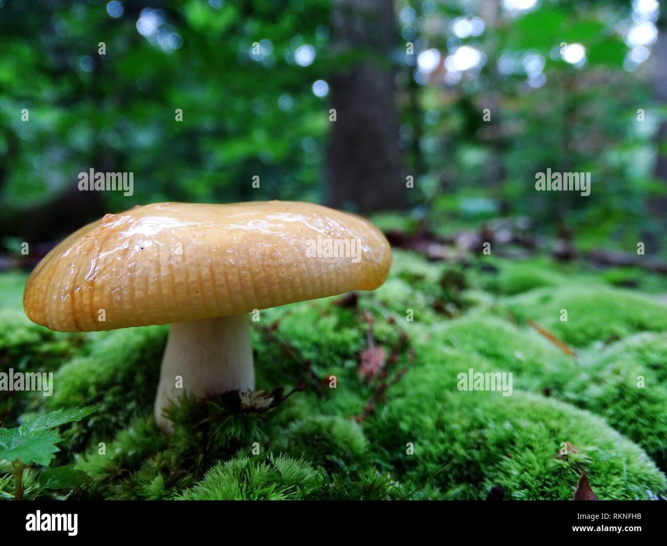 A mushroom grows on moss, Pennsylvania, USA Stock Photo Alamy