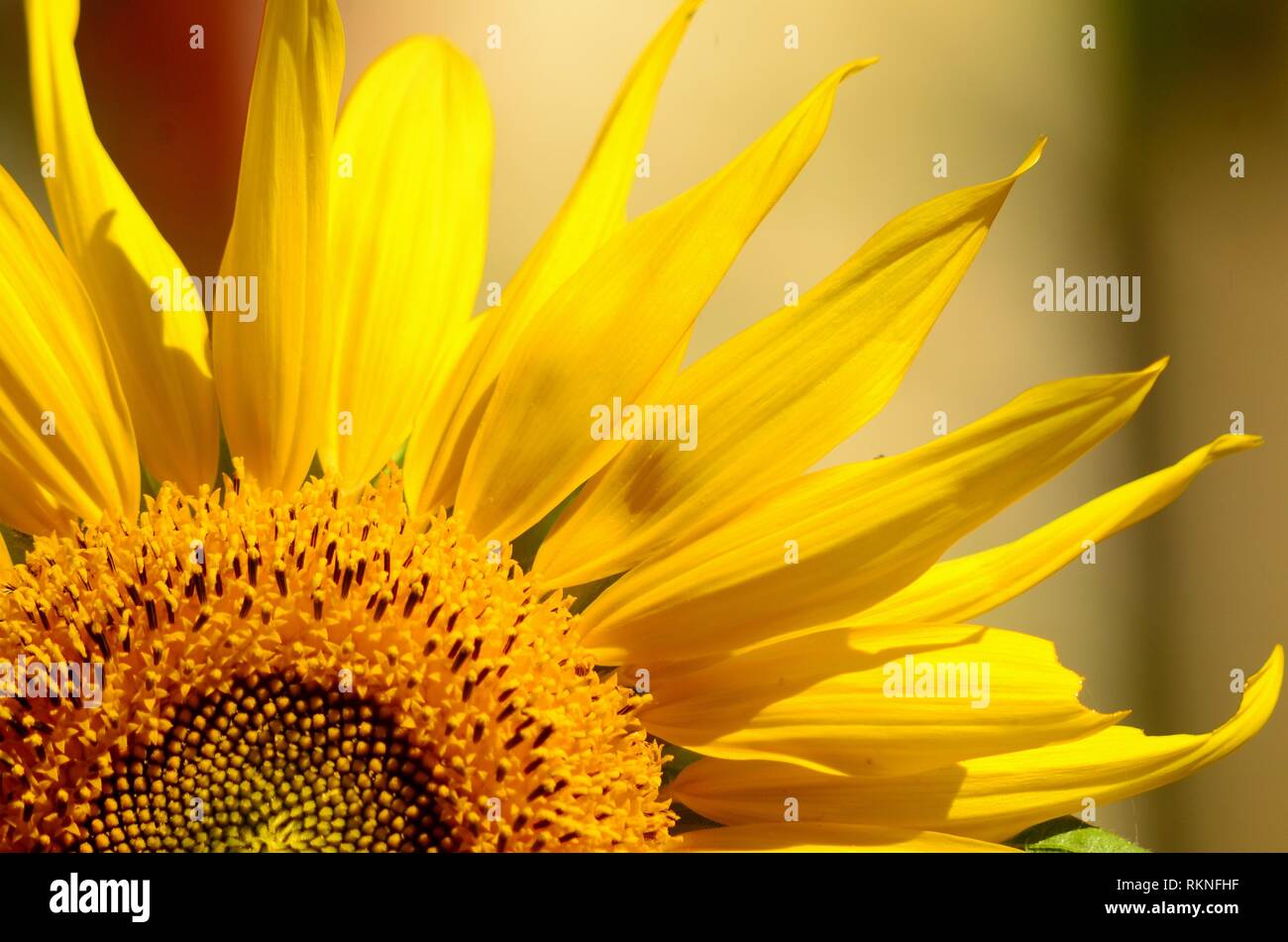 A closeup of a sunflower, Pennsylvania, USA Stock Photo Alamy