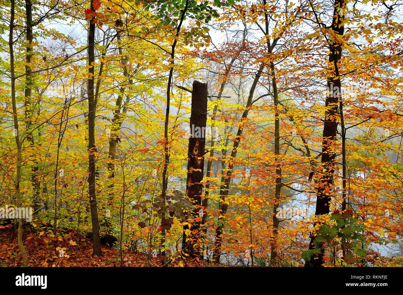 A wall of autumn color, Pennsylvania, USA. Stock Photo