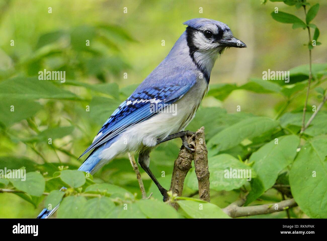 A bluejay, Cyanocitta cristata, looking around from a branch, Pennsylvania, USA. Stock Photo