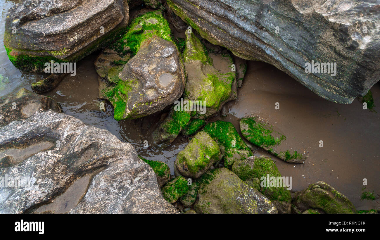 Algae on the rocks hi-res stock photography and images - Alamy