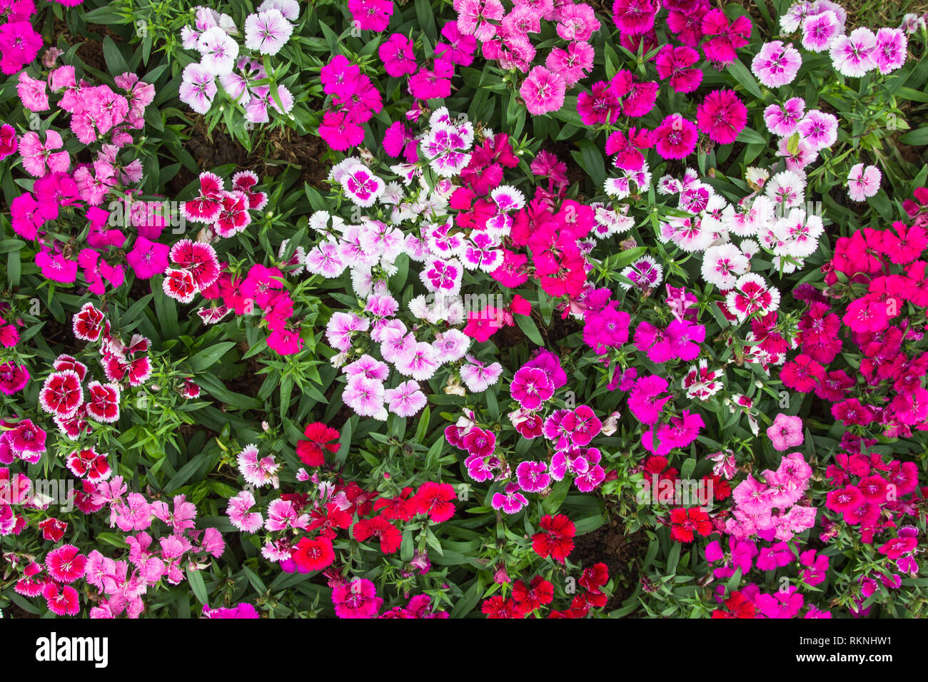 Colorful flowers image of background Stock Photo - Alamy
