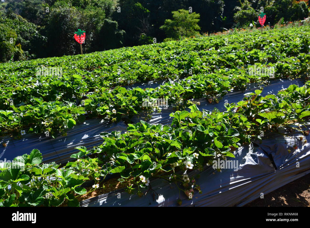 strawberry in strawberry garden Stock Photo - Alamy