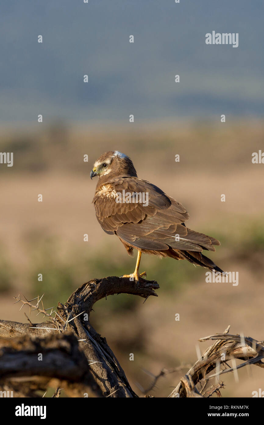 African marsh harrier hi-res stock photography and images - Alamy