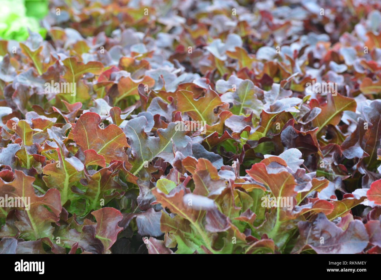 red oak ** note select focus with shallow depth of field Stock Photo ...