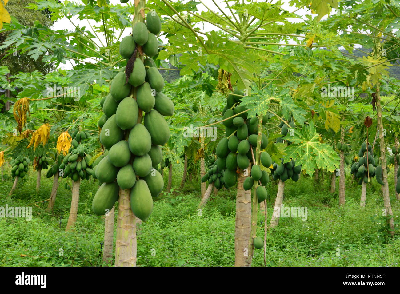 Papaya plantations hires stock photography and images Alamy