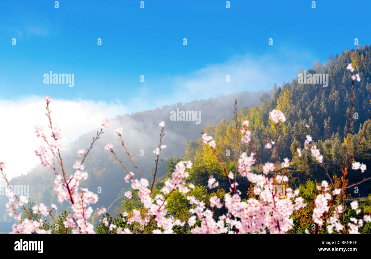 Cloudy mountains and cherry blossoms in the vicinity Stock Photo