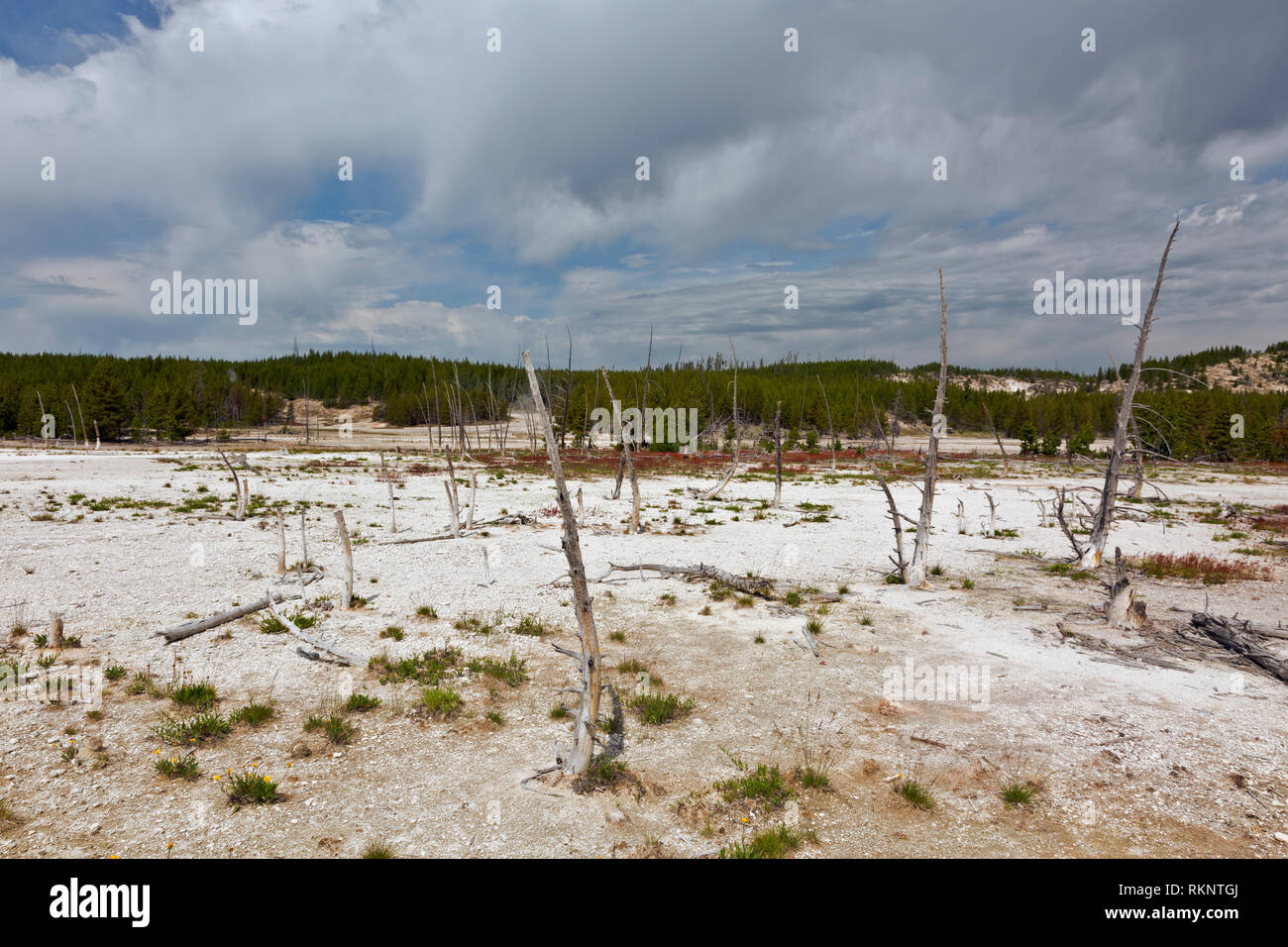 WY03441-00...WYOMING - Dead trees, the result of shifting thermal areas at Norris Basin in Yellowstone National Park. Stock Photo