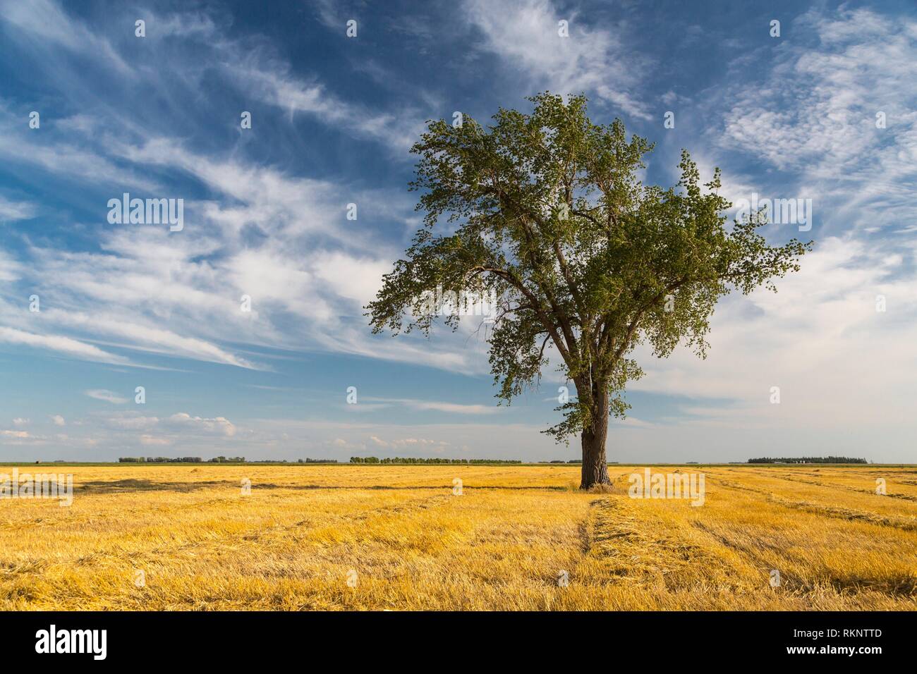 World grain harvest hires stock photography and images Alamy