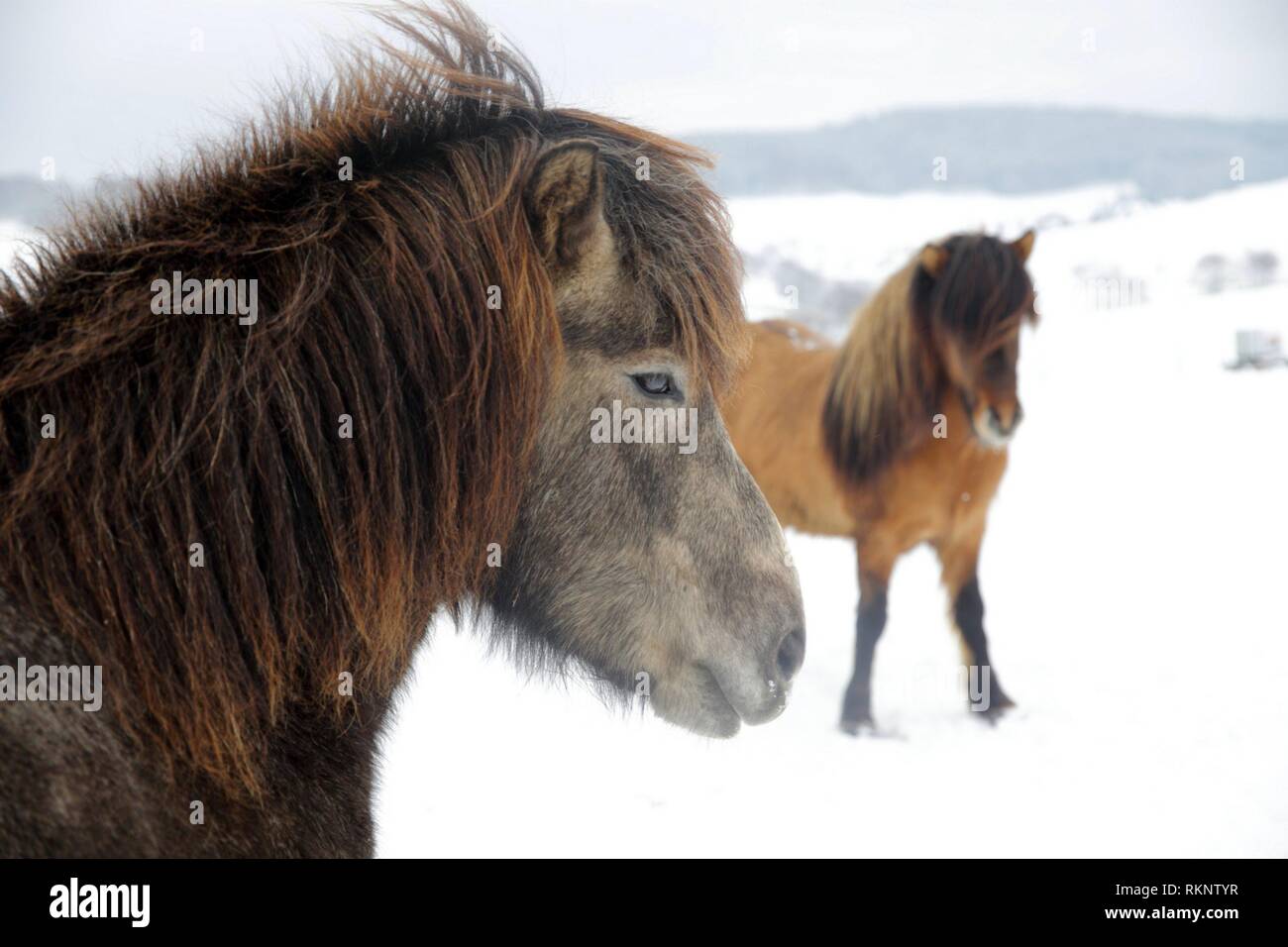Two Icelandic horses standing behind eachother on their snow covered meadow, Attenbach, Siegerland, North-Rhein-Westphalia, Germany, Europe. Stock Photo