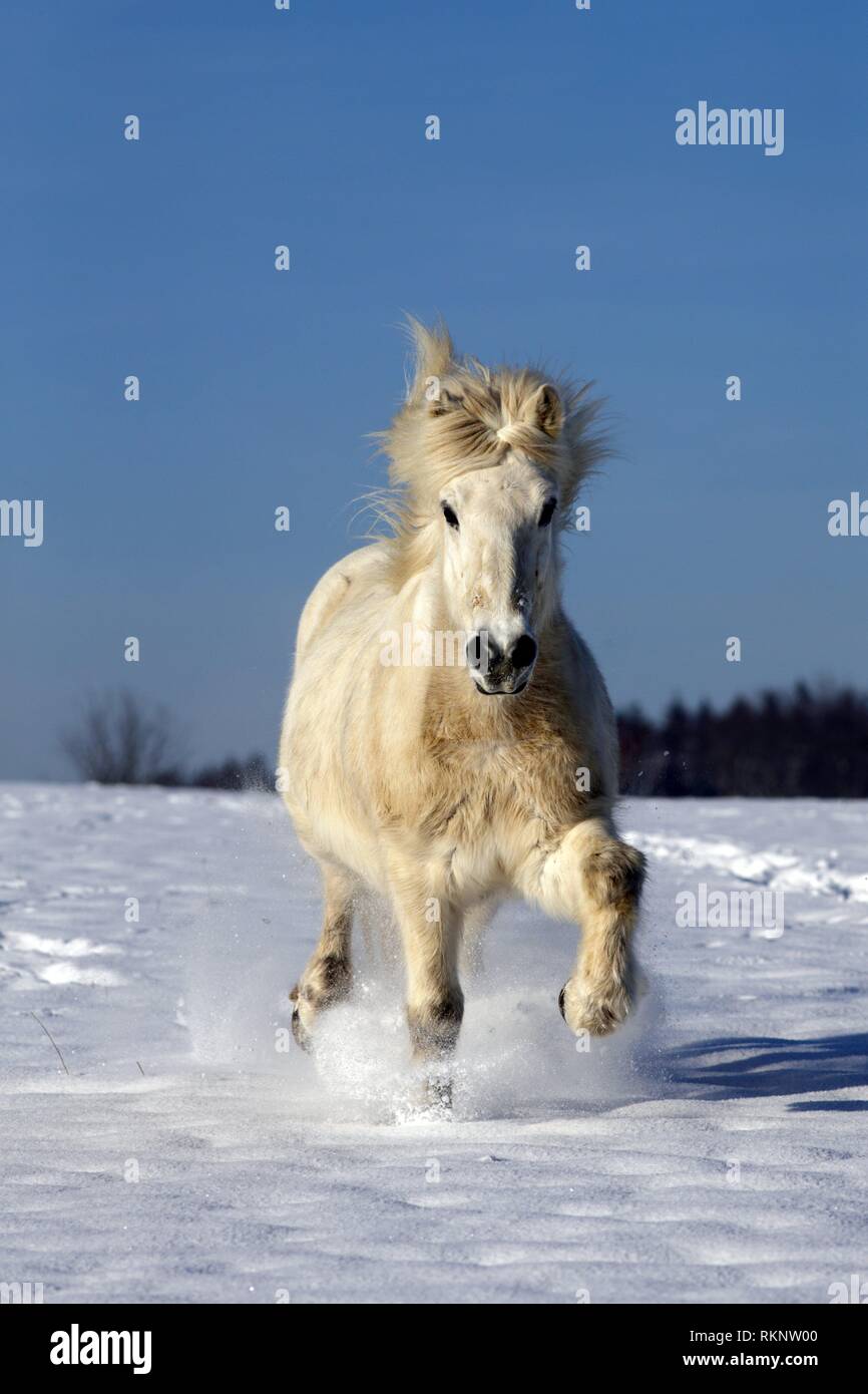 White Icelandic horse running on a snowy meadow heading to the photographer, Attenbach, Siegerland, North-Rhein-Westphalia, Germany, Europe. Stock Photo