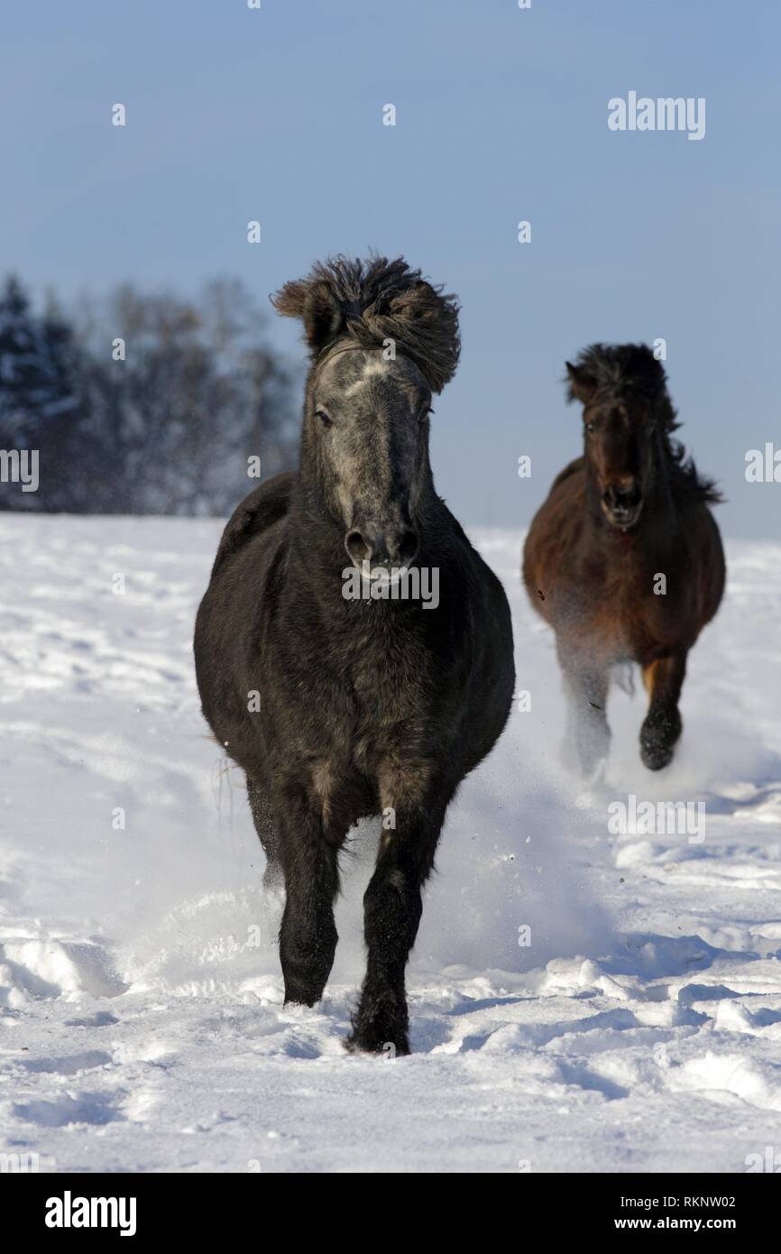Dark brown Icelandic horses running on a snowy meadow, Attenbach, Siegerland, North-Rhein-Westphalia, Germany, Europe. Stock Photo