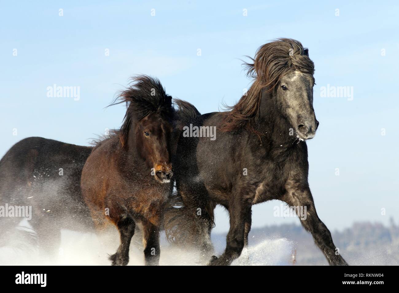 Group of Icelandic horses running through the snow, Attenbach, Siegerland, North-Rhein-Westphalia, Germany, Europe. Stock Photo