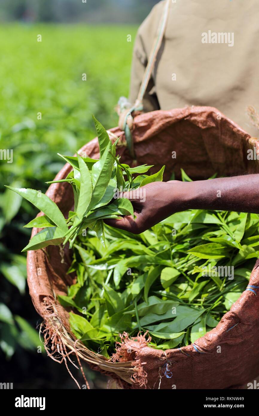 Harvested tea leaves on a tea plantagen, Ethiopia, Africa Stock Photo
