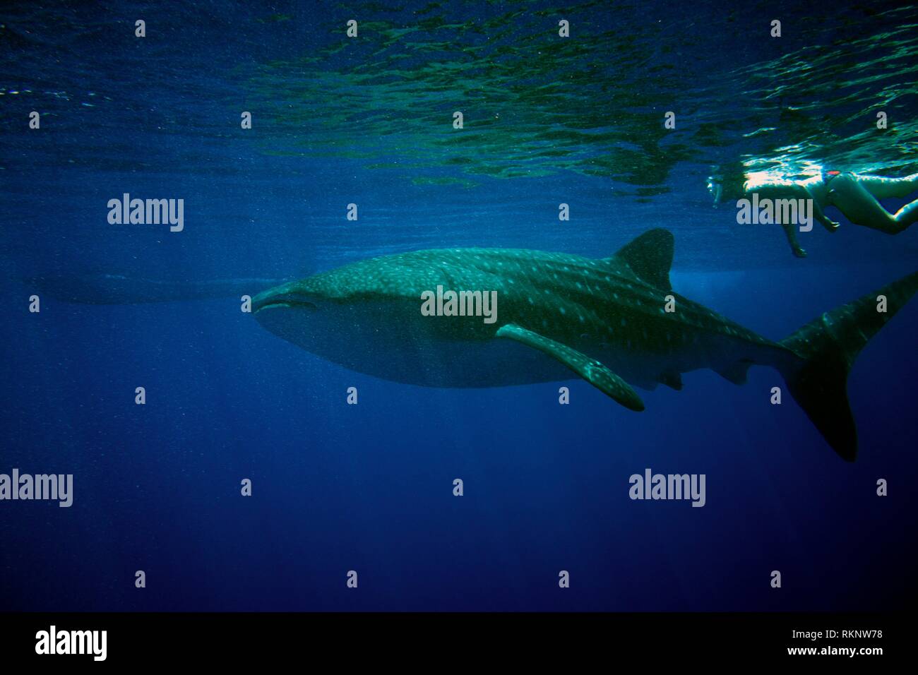 Whale shark (Rhincodon typus) at the surface with swimmer, Indian Ocean, Maledives, South Asia. Stock Photo
