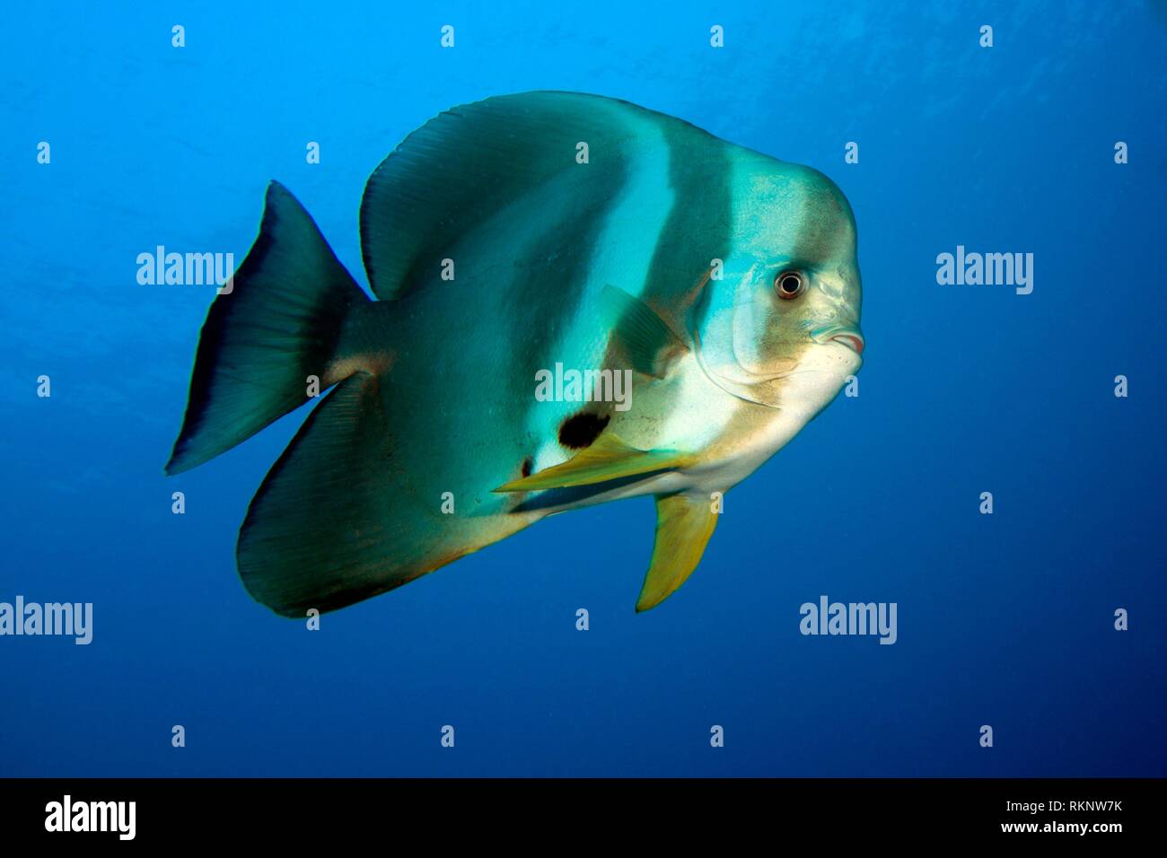 Tall-fin batfish ((Platax teira) swimming in the blue, Indian Ocean, Maledives, South Asia. Stock Photo