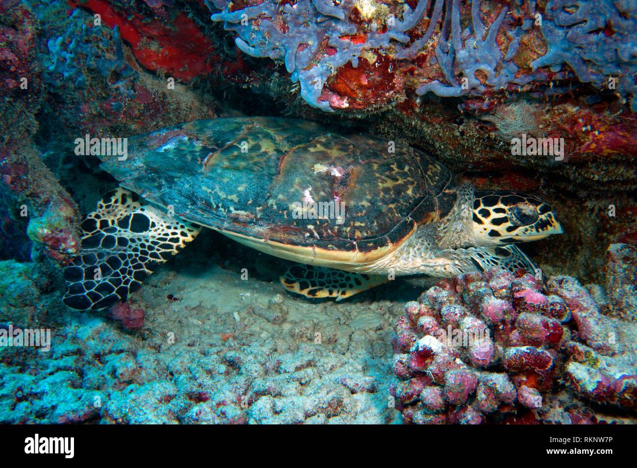 Hawksbill sea turtle (Eretmochelys imbricata) laying on the reef between corals, Indian Ocean, Maledives, South Asia. Stock Photo