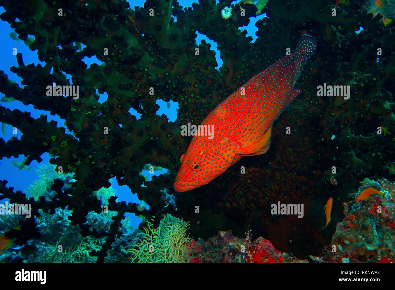Red sea reef from above hi-res stock photography and images - Alamy
