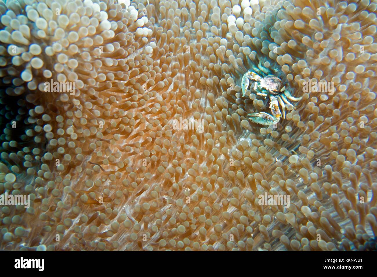 Spotted Anemone Crab or Porcelain Crab Neopetrolisthes maculatus