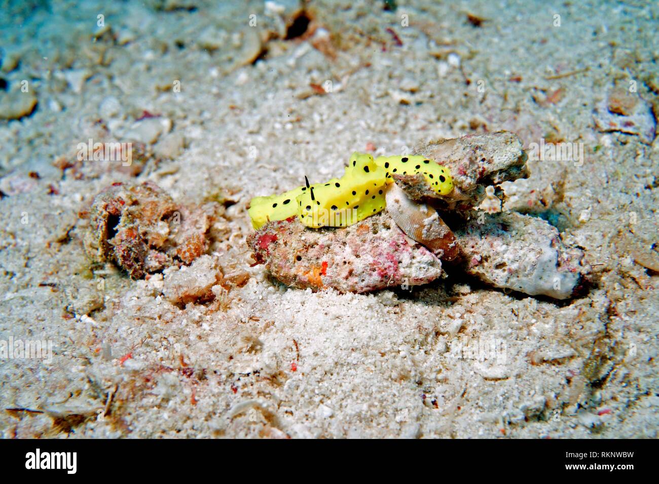 Black spotted yellow Nudibranch, Gymnodoris subflava, Indian Ocean, Maledives, South Asia. Stock Photo