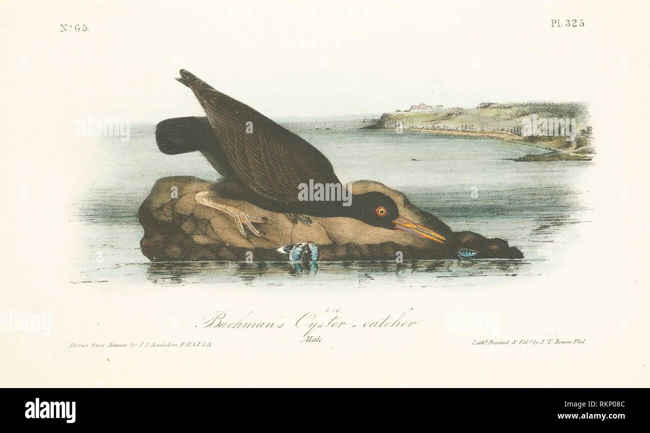 Bachman's Oystercatcher. Male. Audubon, John James, 17851851 (Artist