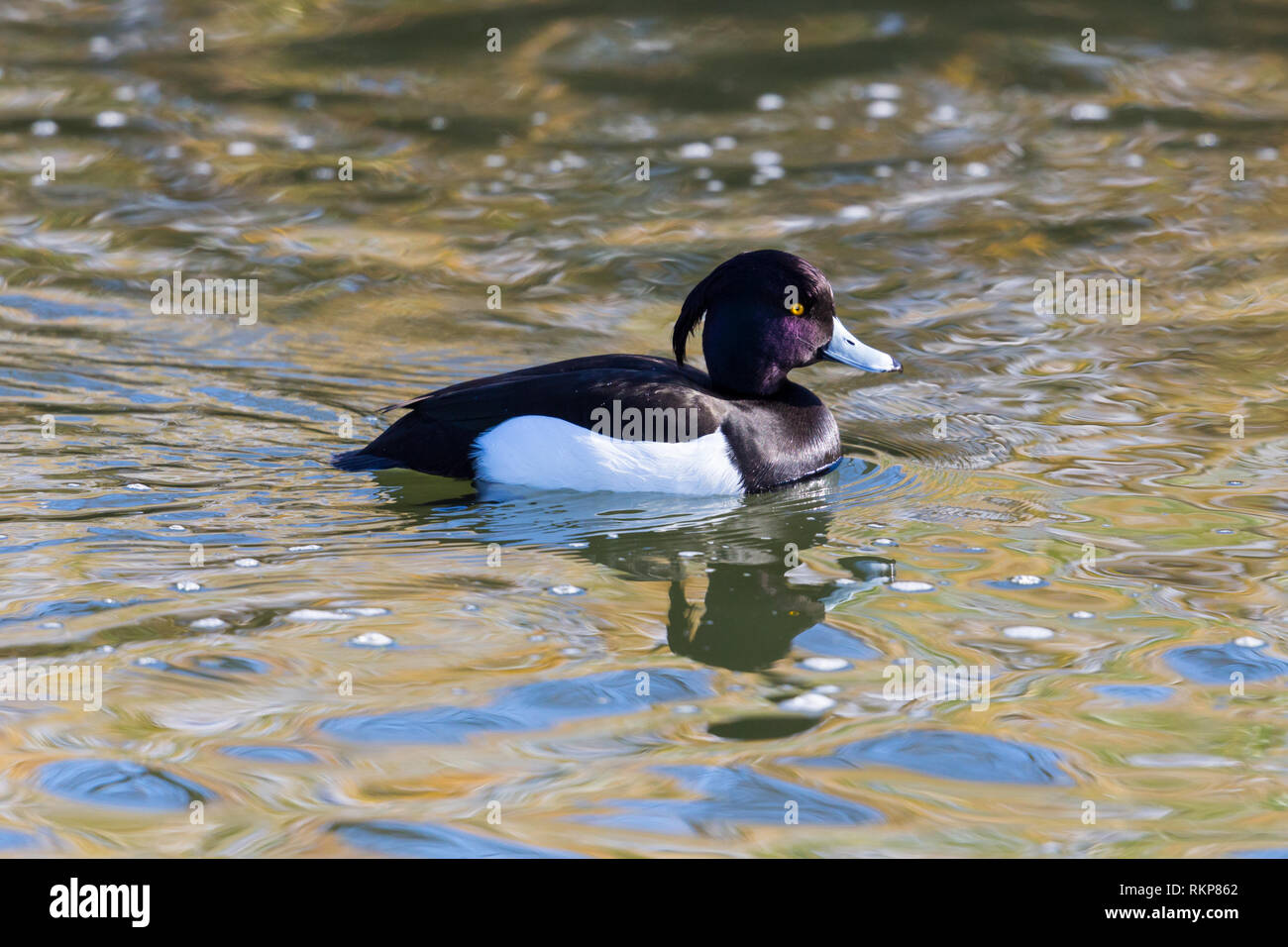 natural male tufted duck (aythya fuligula) swimming on water surface Stock Photo
