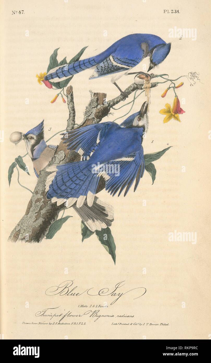 Blue Jay 1 Male 2 3 Female Trumpet Flower Bignonia Radicans Audubon John James 1785 1851 Artist The Birds Of America From Drawings Stock Photo Alamy Blue Jay 1 Male 2 3 Female Trumpet Flower Bignonia Radicans Audubon John James 1785 1851 Artist The Birds Of America From Drawings Stock Photo Alamy