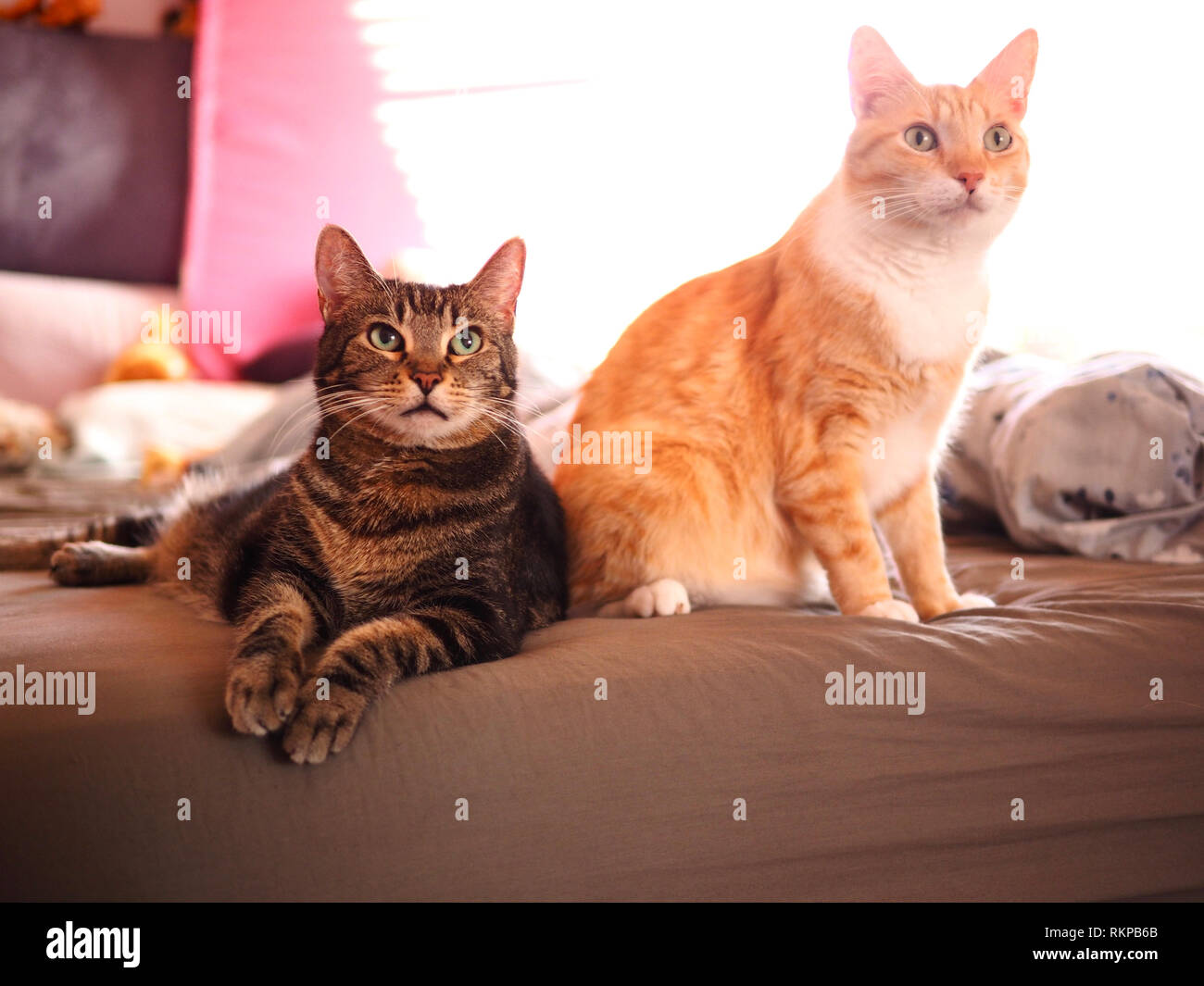 Mintie the tabby and Mika the orange tabby looking up Stock Photo