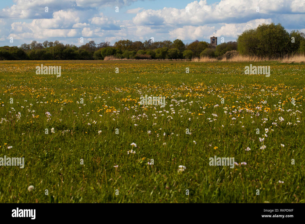 Wild flower meadow in the Hampshire Avon Valley Ringwood Hampshire England UK April 2015 Stock Photo