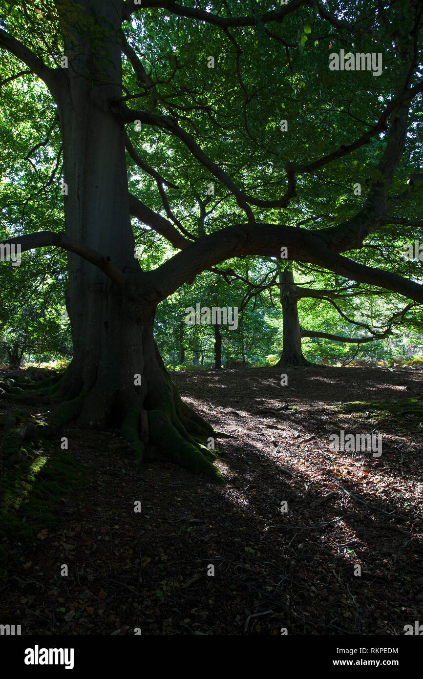 Beech woodland Roydon Woods Hampshire and Isle of Wight Wildlife Trust