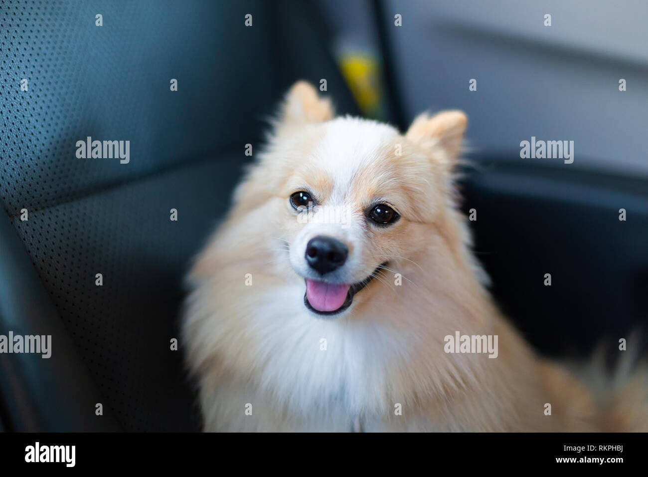 Brown Pomeranian Dog Looking Forward In The Vehicle Stock Photo Alamy Brown Pomeranian Dog Looking Forward In The Vehicle Stock Photo Alamy
