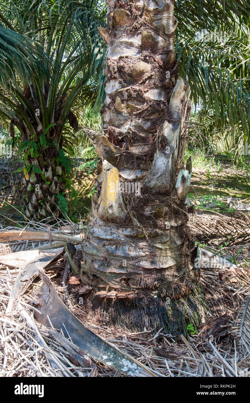 Ganoderma boninense as the major pathogen that affects and kill the oil palm tree in Sabah Borneo Malaysia Stock Photo