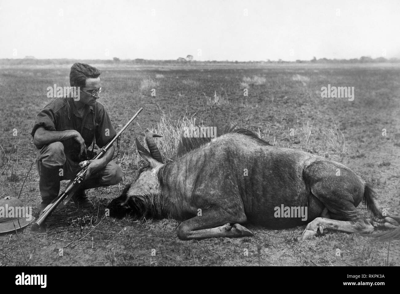 explorer, wildebeest, rhodesia, africa 1920-30 Stock Photo