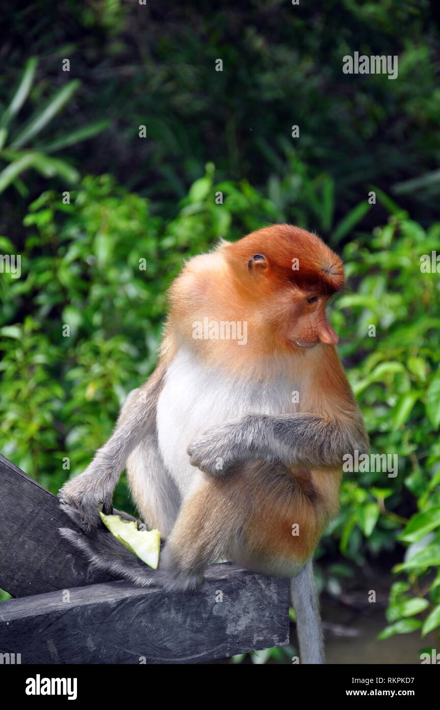 The proboscis monkey (Nasalis larvatus) aka long-nosed monkey, or Bekantan in Indonesia or Bayau in Sabah, is an Old monkey that is endemic to the sou Stock Photo