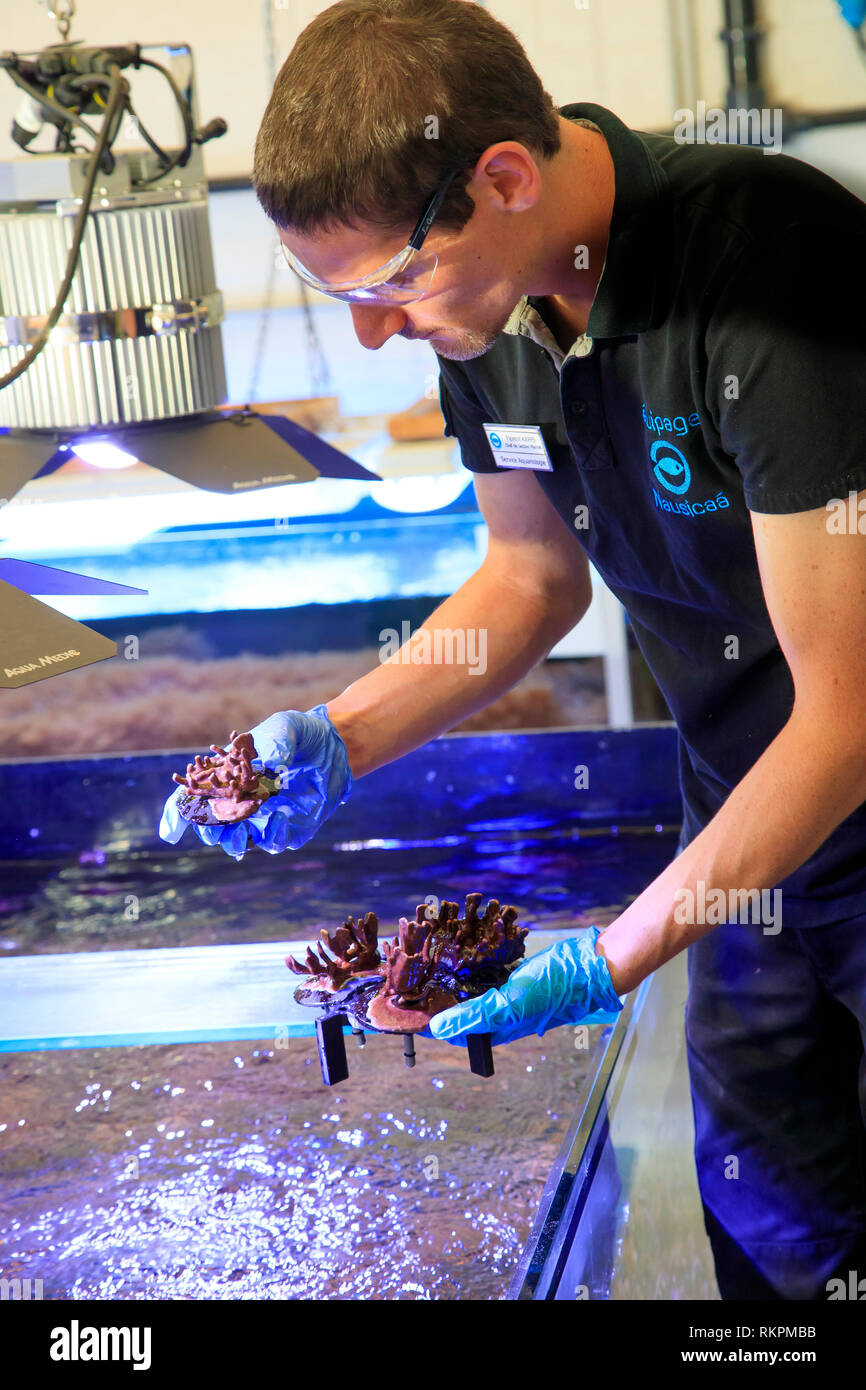 Nausicaa, national sea centre in Boulogne-sur-Mer (northern France). Coral aquaculture, also known as coral farming or coral gardening Stock Photo