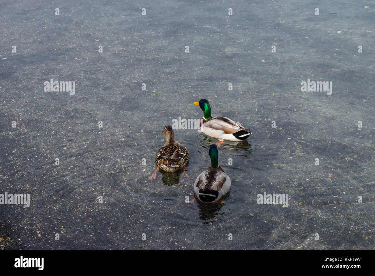Ducks on the Lake Albano in the Alban Hills of Lazio, Italy Stock Photo