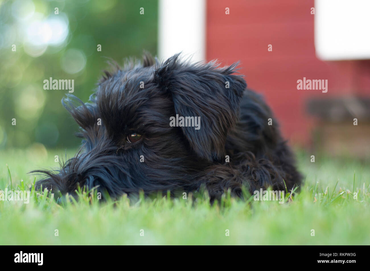 Black sleepy miniature schnauzer puppy glances sideways as it lays in grass in a garden. Stock Photo