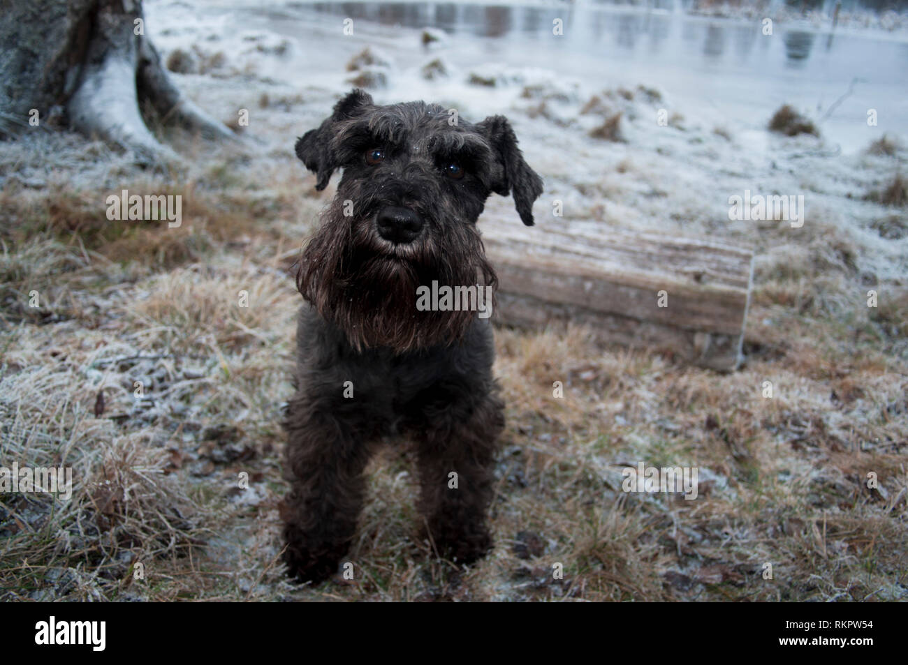 Brown and black miniature schnauzer glances up in the camera beside a lake in the wintertime. Stock Photo