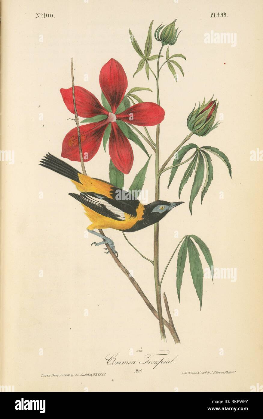 Common Troupial. Male. Audubon, John James, 1785-1851 (Artist). The birds of America, from drawings made in the United States and their territories. Stock Photo