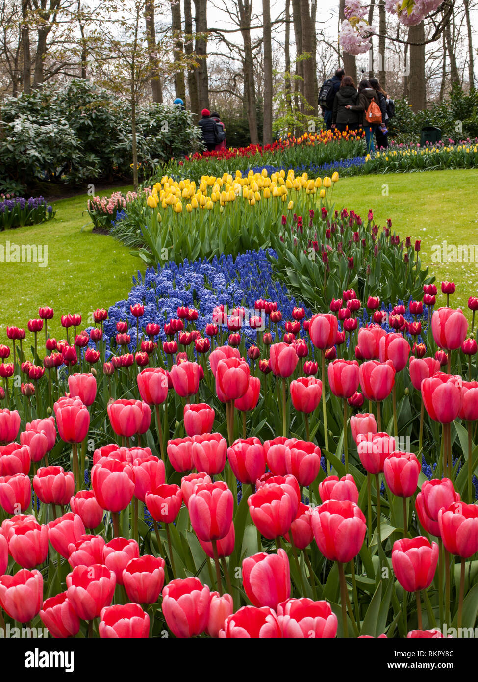 Lisse Netherlands April 19, 2017 Colorful flowers in the Keukenhof