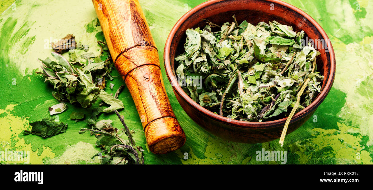Healing herbs.Dry leaves of coltsfoot.Tussilago farfara.Herbal alternative medicine Stock Photo
