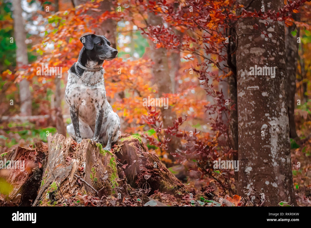 German hunting dog posing in autumn scenery Stock Photo