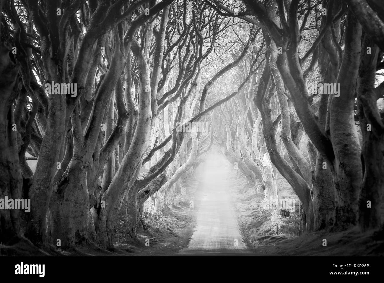 The Dark Hedges is a famous tunnel-like avenue of intertwined beech trees in Northern Ireland, and one of the most popular tourists attractions over t Stock Photo