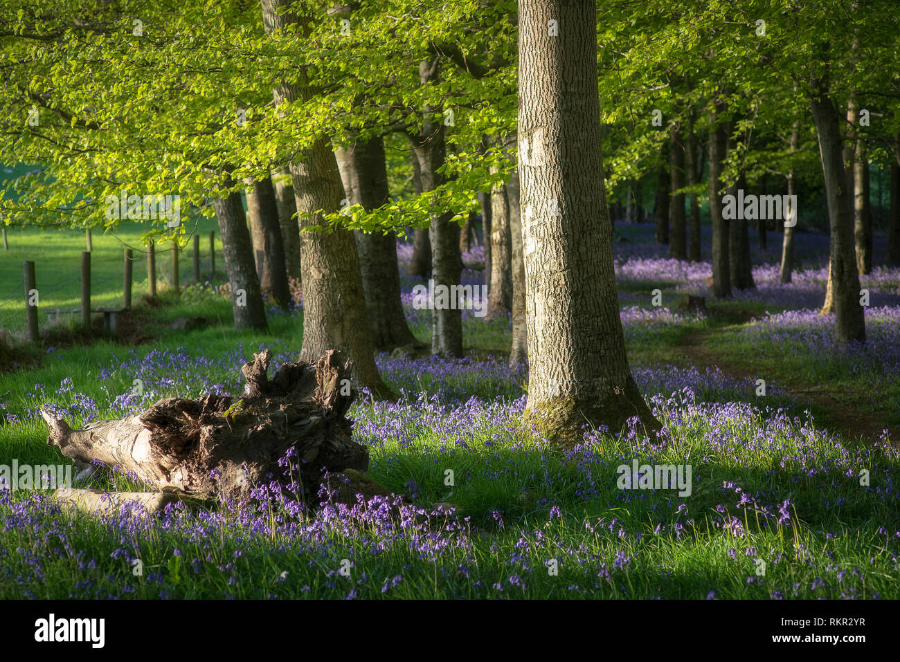 Trees in a carpet of blooming bluebells in Tollymore forest, Northern Ireland. Stock Photo