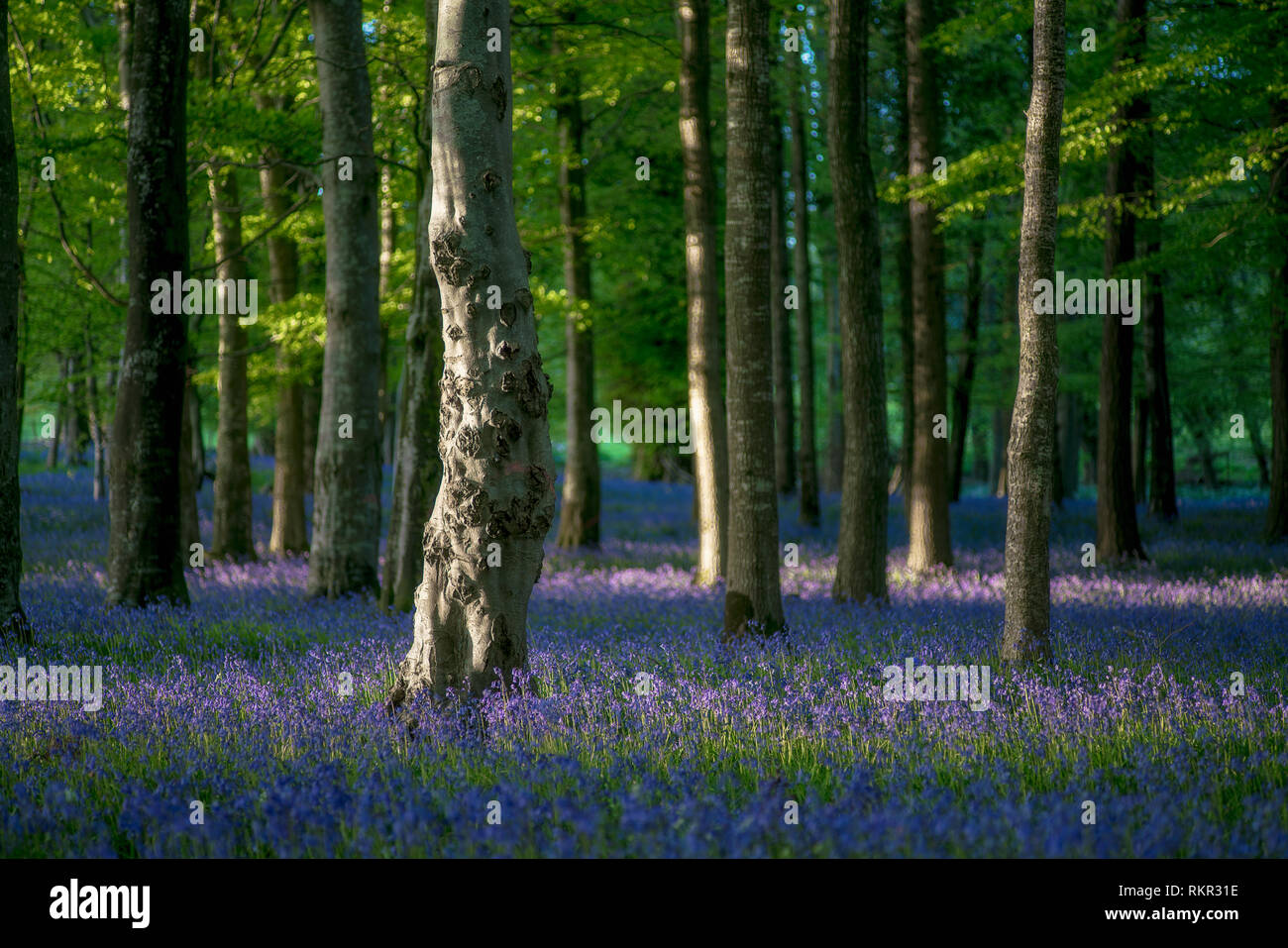 Forest floor covered with blooming bluebells in Tollymore Forest Park, Northern Ireland. Stock Photo