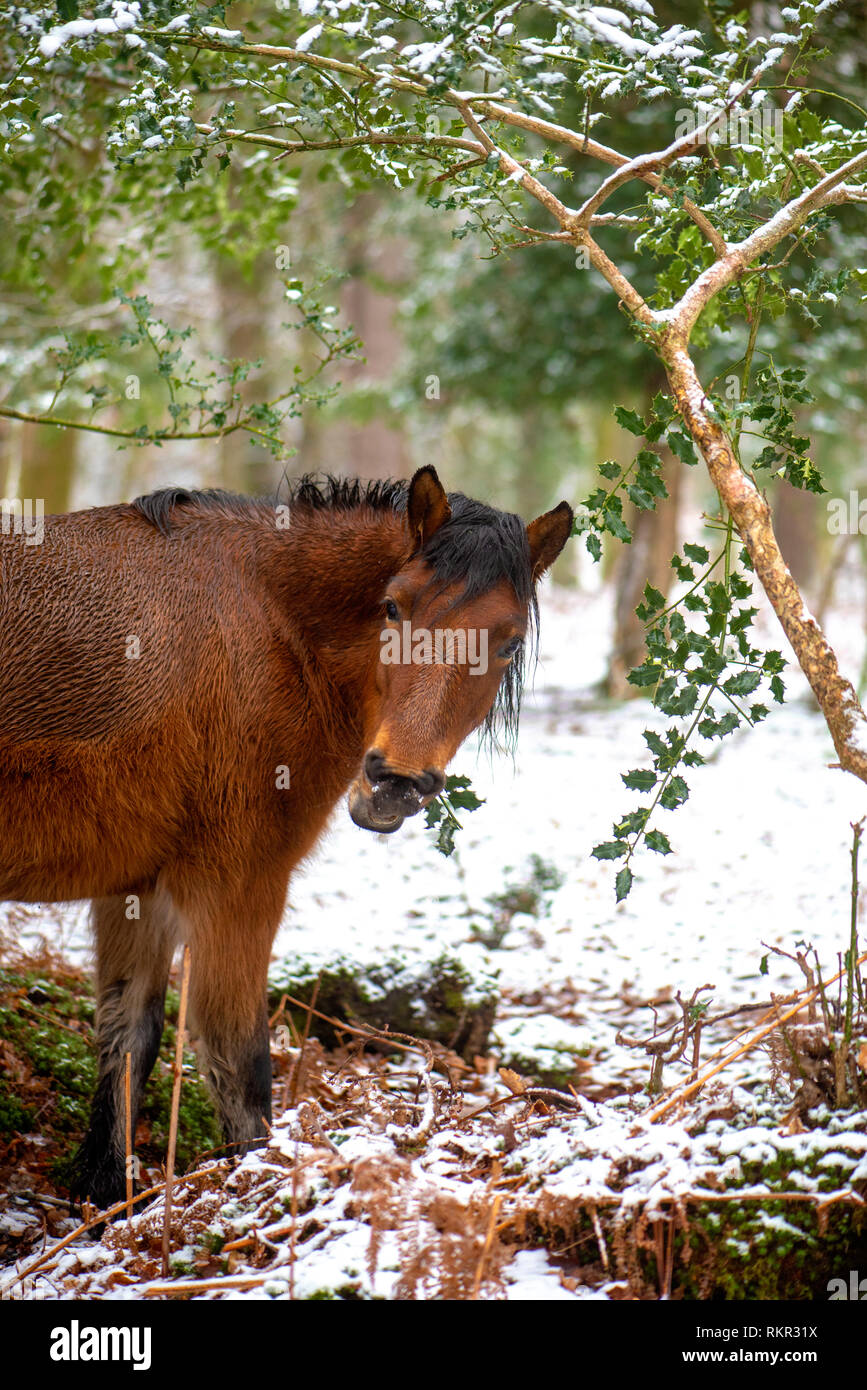 Close-up image of New Forest Ponies grazing on Holly and Bracken in the snow, in the woodlands of the New Forest National Park, Hampshire, England, UK Stock Photo