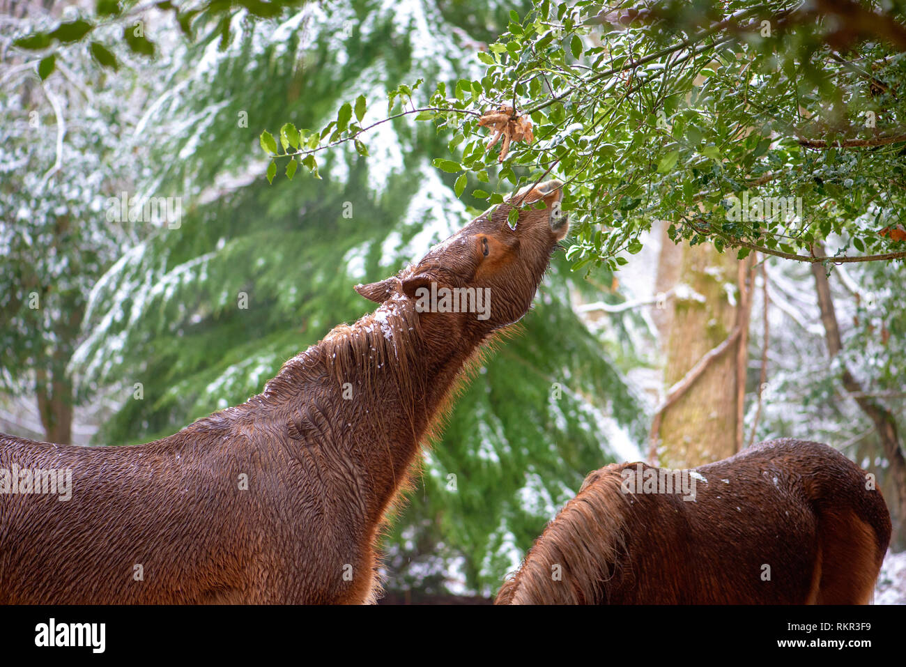 Close-up image of New Forest Ponies grazing on Holly and Bracken in the snow, in the woodlands of the New Forest National Park, Hampshire, England, UK Stock Photo