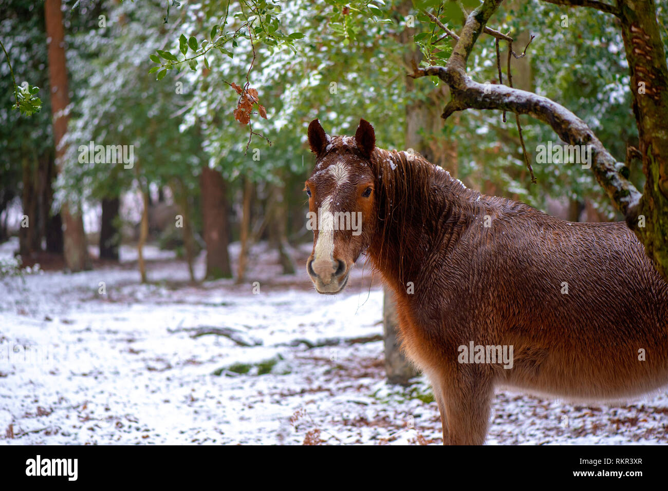 Close-up image of New Forest Ponies grazing on Holly and Bracken in the snow, in the woodlands of the New Forest National Park, Hampshire, England, UK Stock Photo