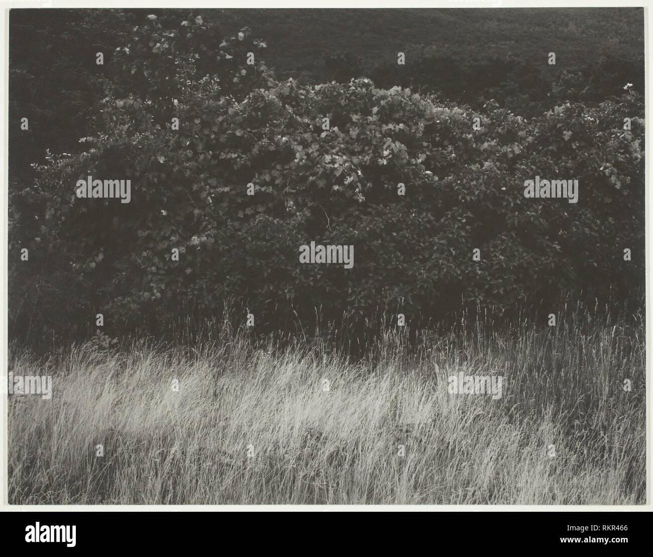 Photography and Images 